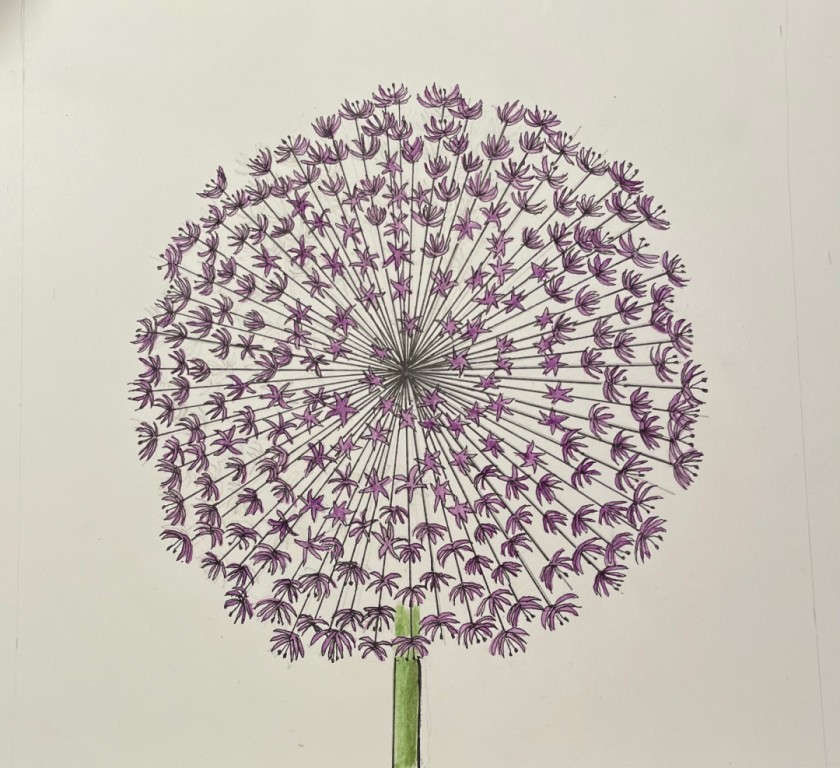 Allium