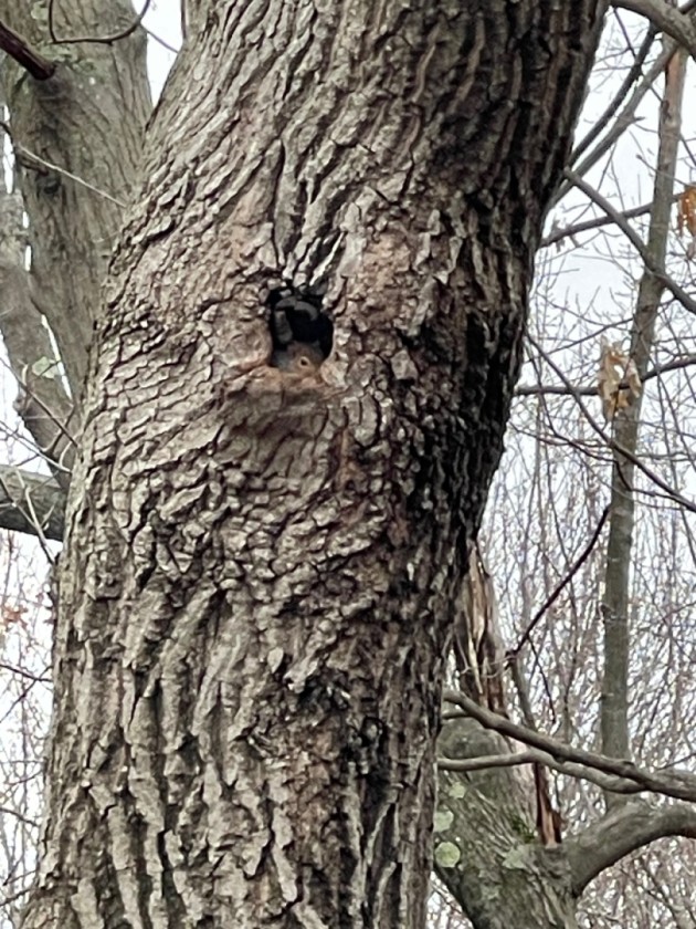 Tree House