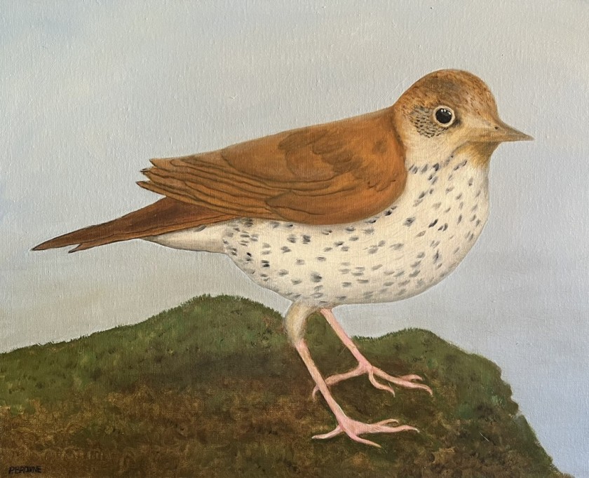 Wood Thrush
