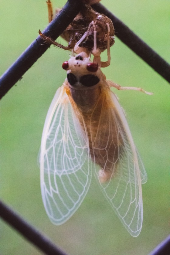 Cicada - Brood 19