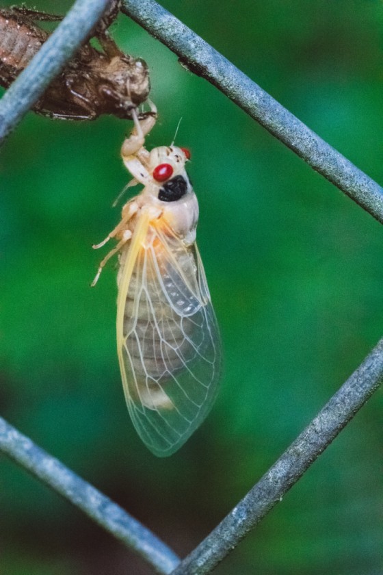 Cicada - Brood 19