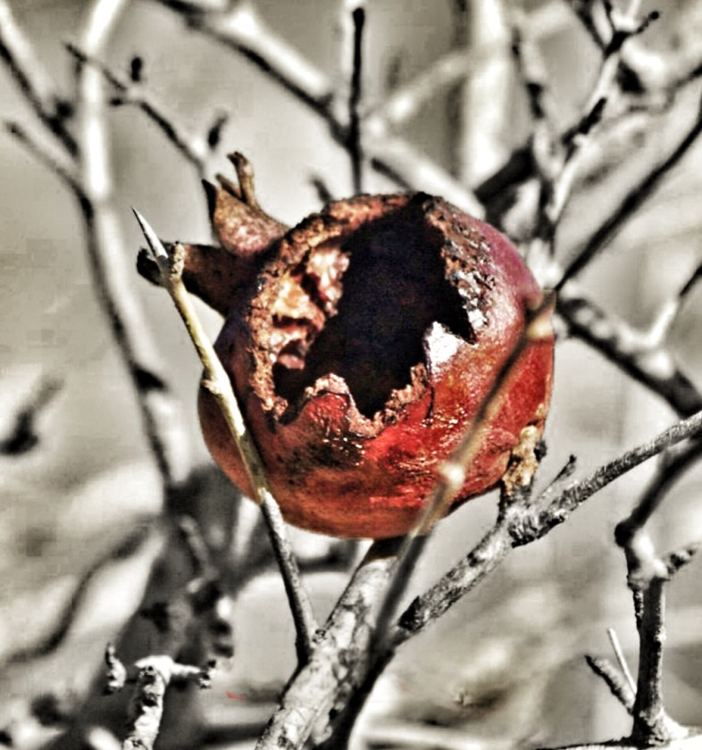 Pomegranate rotten 