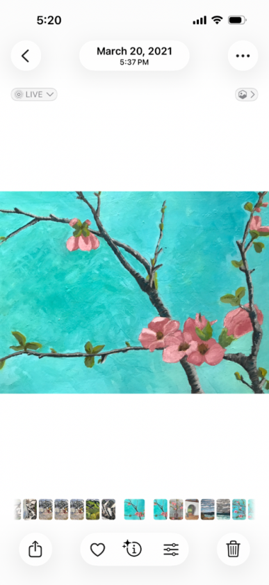 Quince Blossoms 