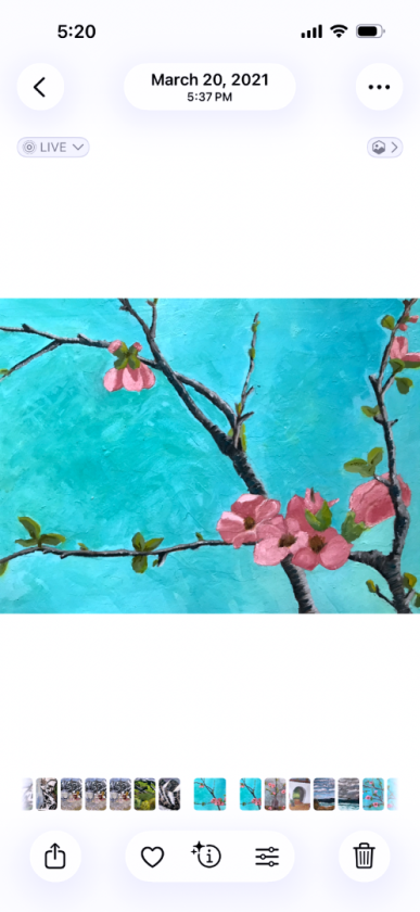 Quince Blossoms 