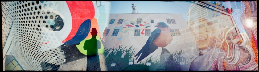 SF SONGBIRD