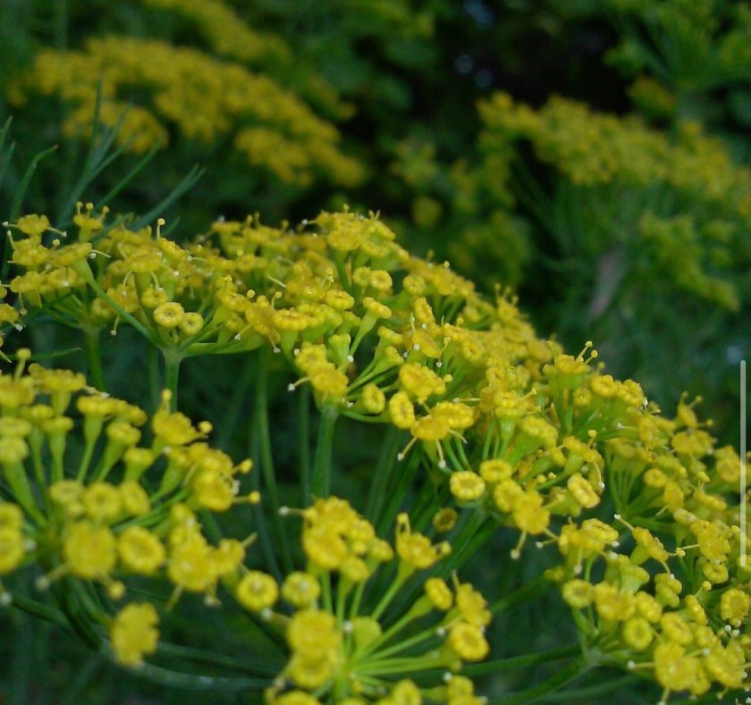 FLOWERS 1