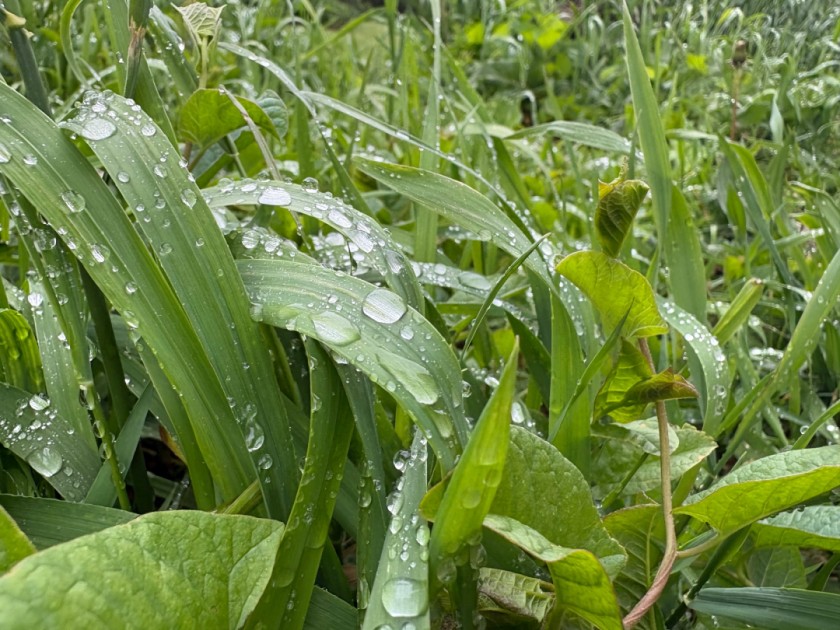 MOURNING DEW OR DONT