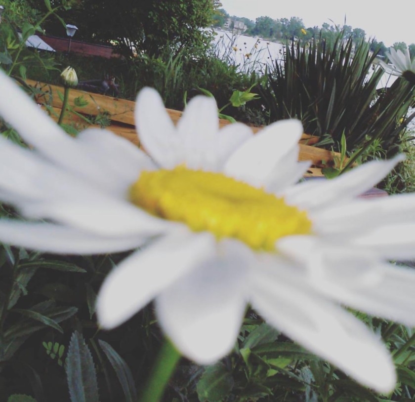 FLOWERS 2