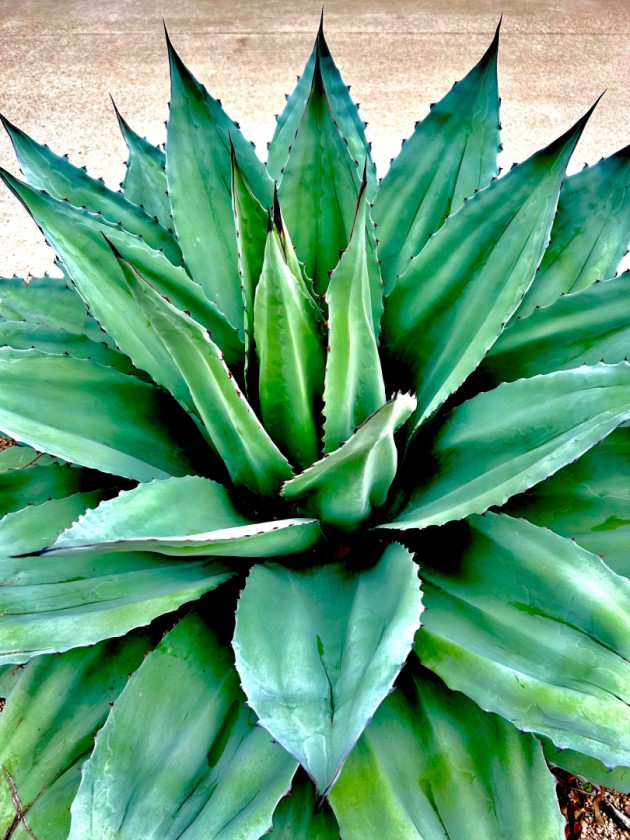 Agave, Round Rock, Texas