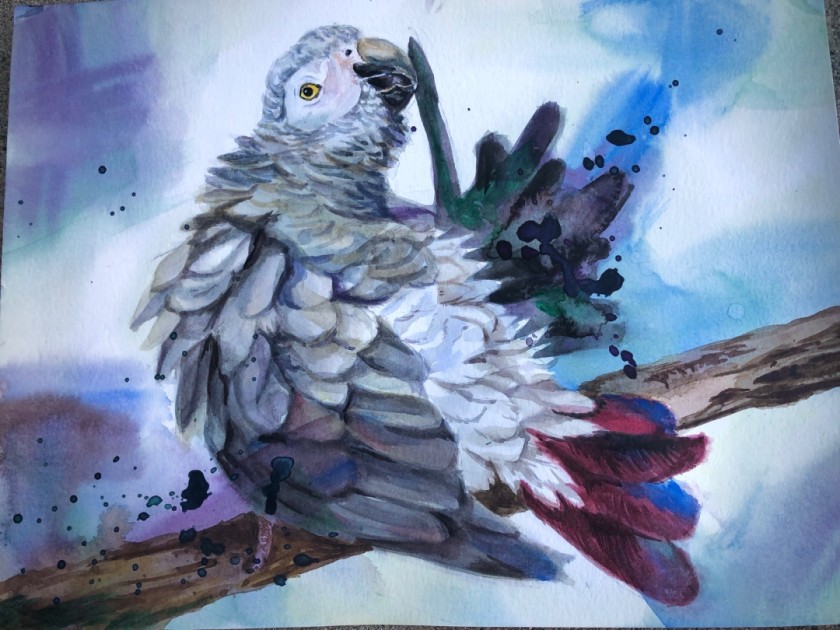 African Grey Parrot Pruning