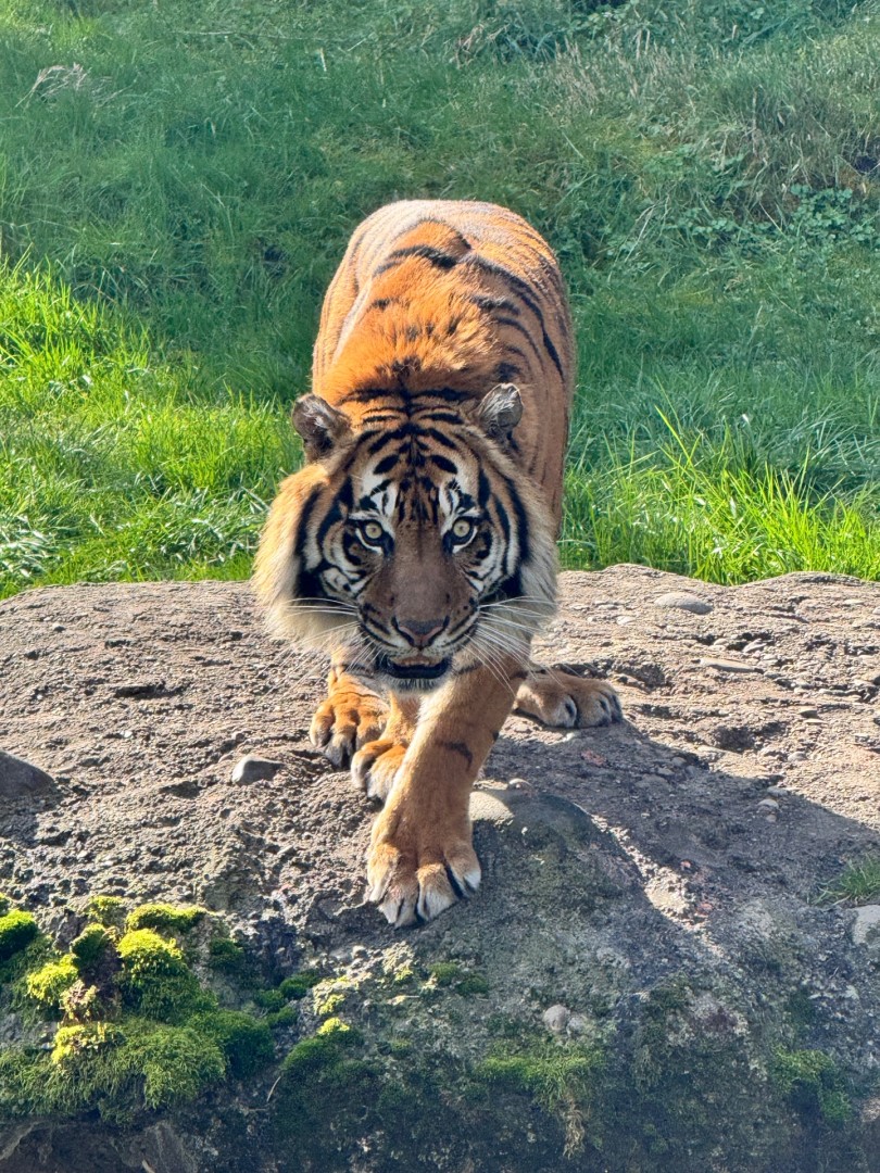 Mawar - artwork by Katarina Bailot:  Animals, Realism, Photography Digital, Paper