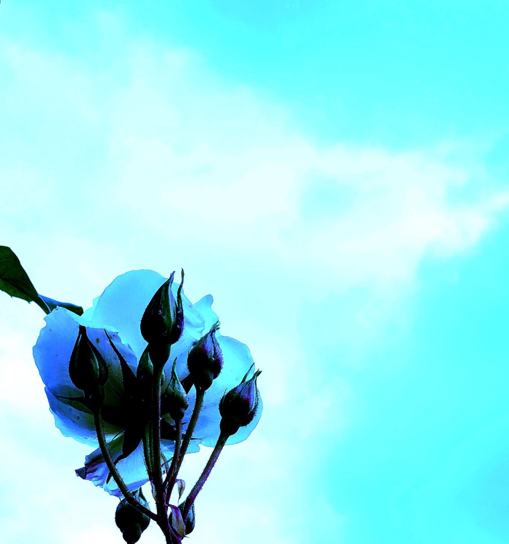 Blue Rose - artwork by Katarina Bailot:  Botanical, Modern, Photography Digital, Paper
