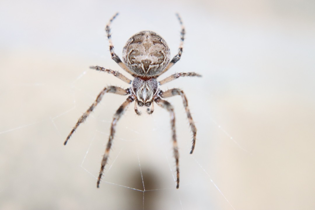 eye spyder - artwork by Michael Sadler:  