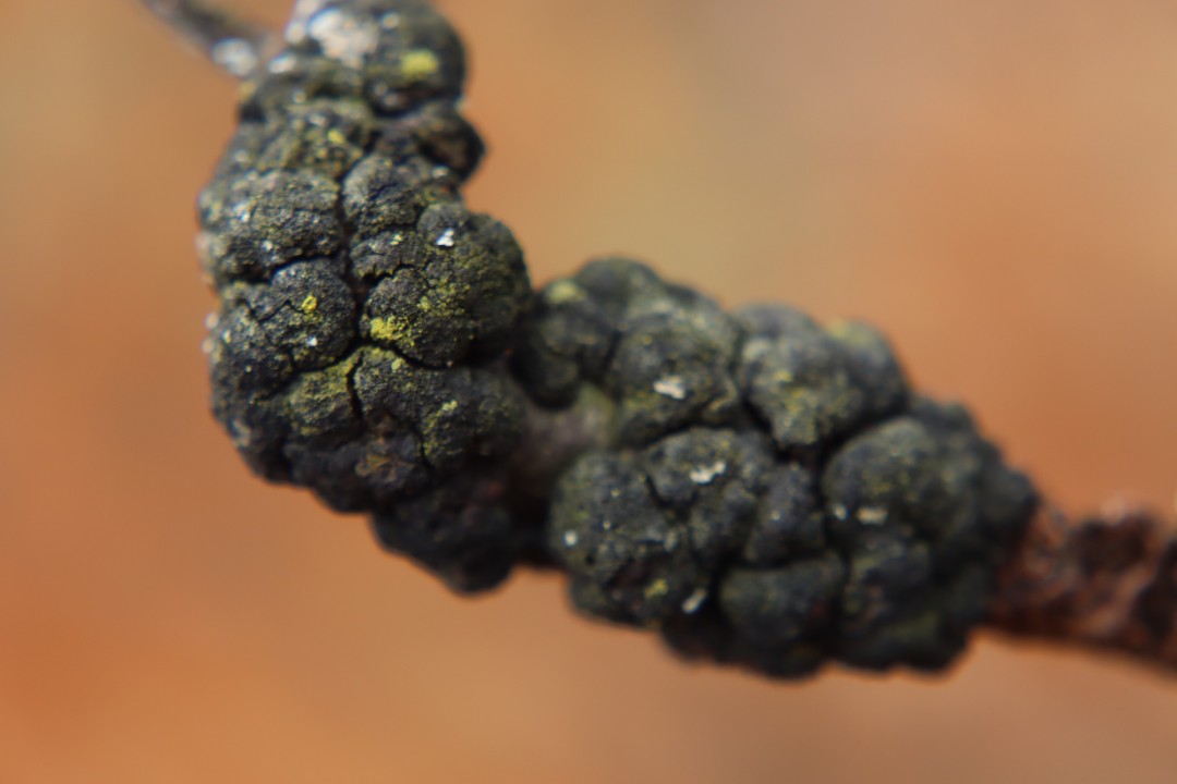 Infinitesimal - artwork by Michael Sadler:  