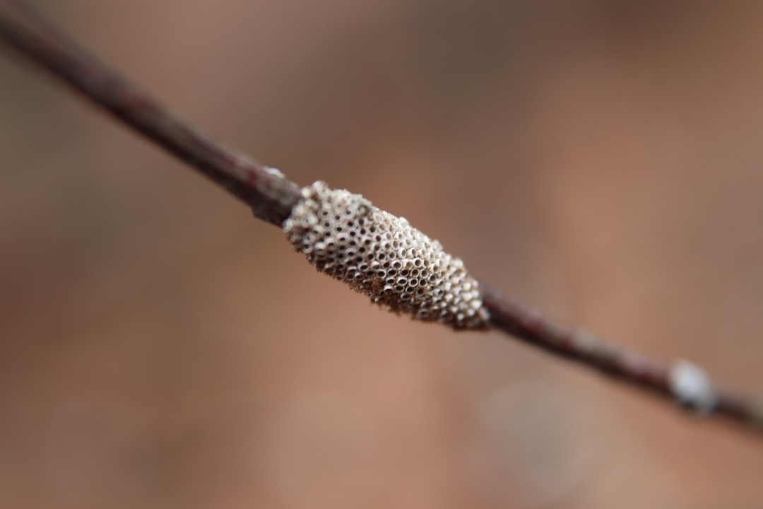 Trypophobia - artwork by Michael Sadler:  