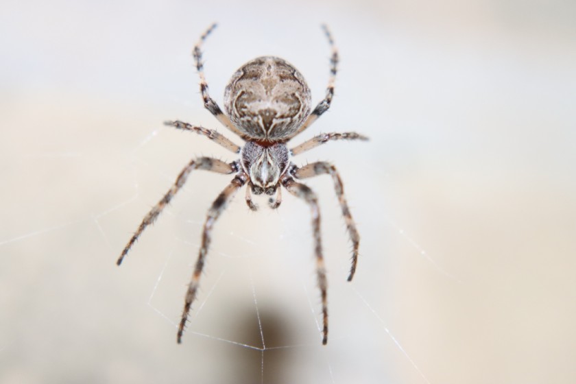 eye spyder