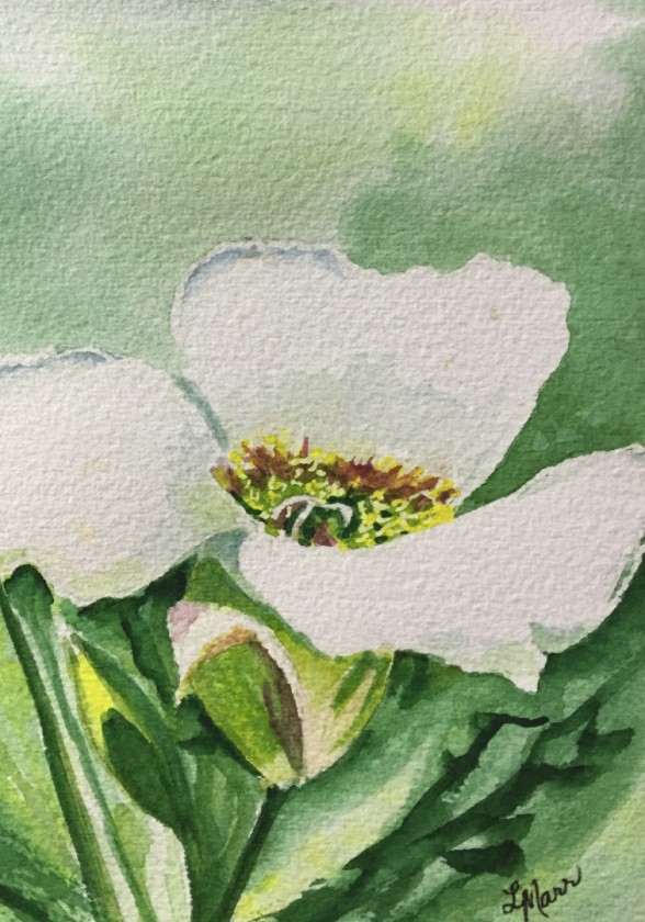Mariposa