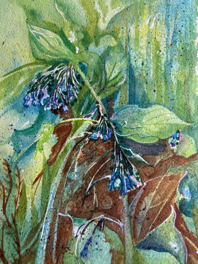 Mountain Bluebells