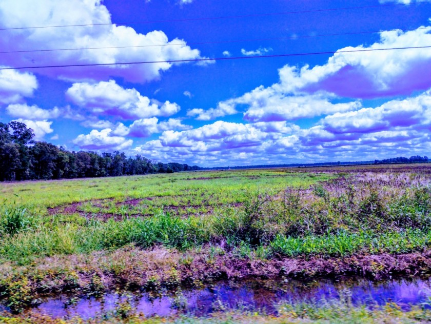 LA landscape