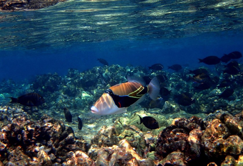 Picasso Triggerfish