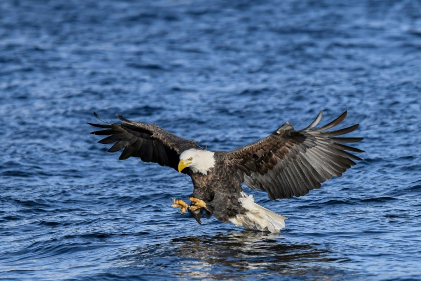 Bald Eagle fishing