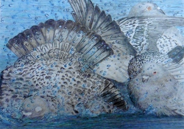 pigeons Bathing