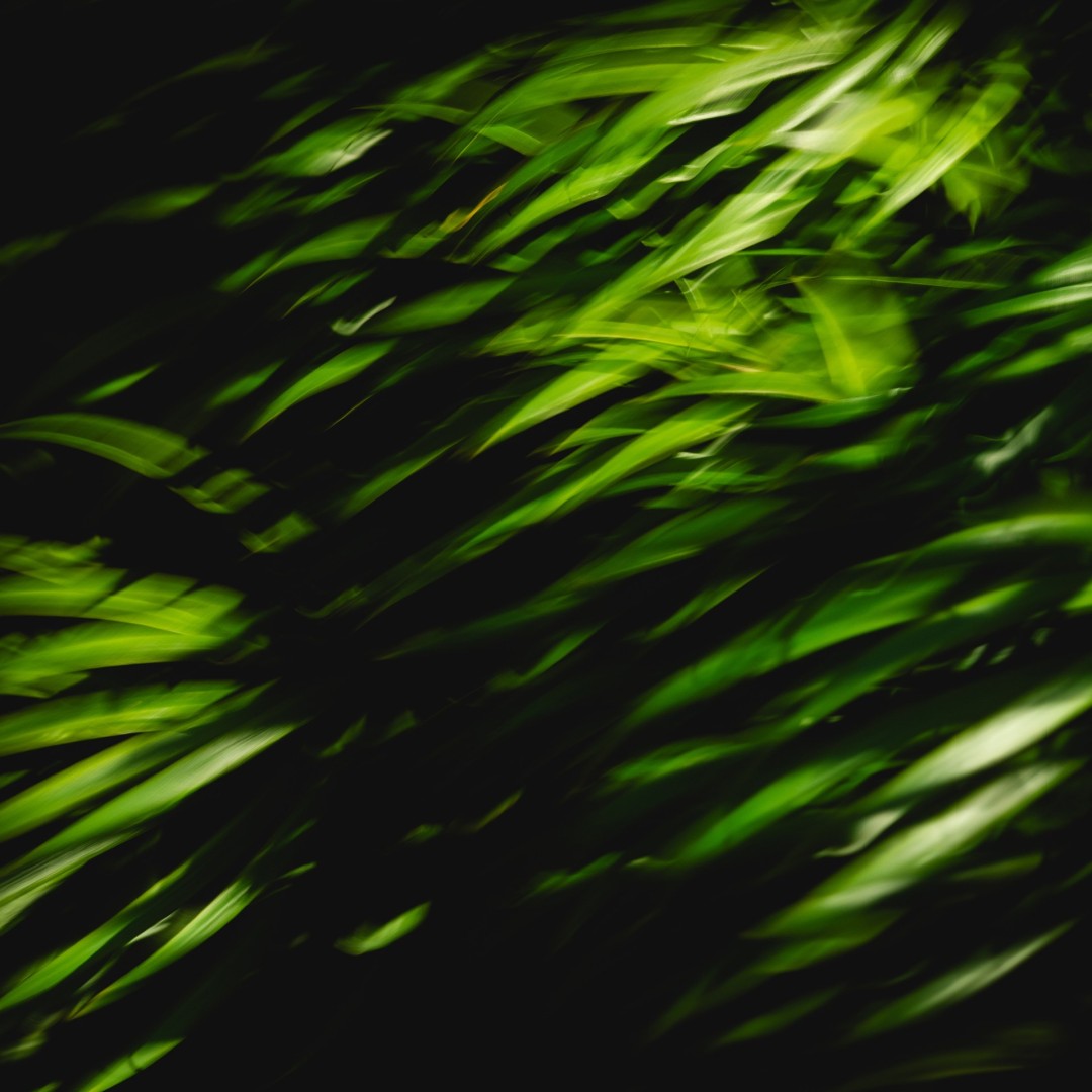 Chlorophyll Tide - Photograph