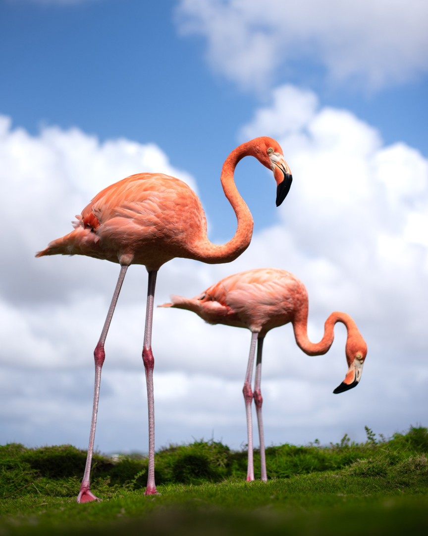Flamingos - Photograph