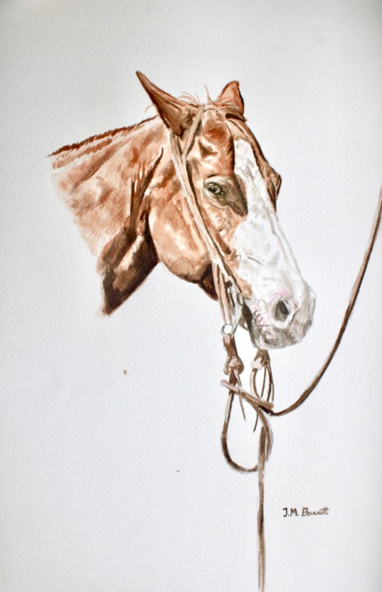 Horse Head study