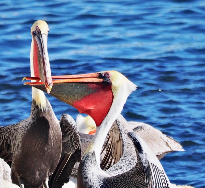 Love birds
