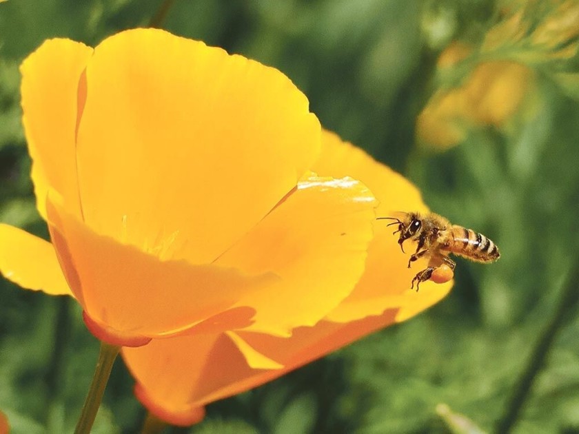 California Poppy and pollinator