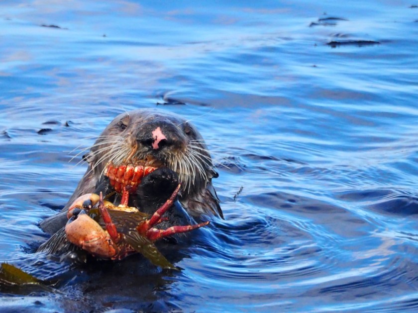 Crab season is year round!