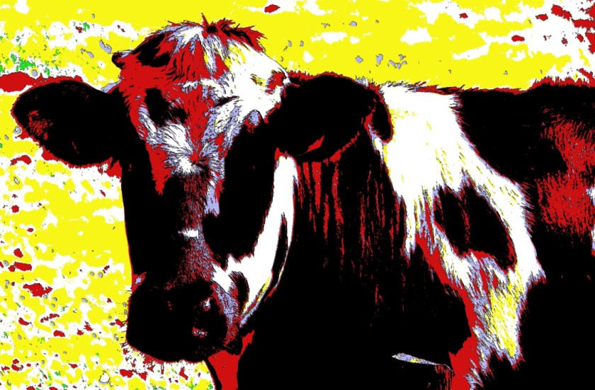 Cow
