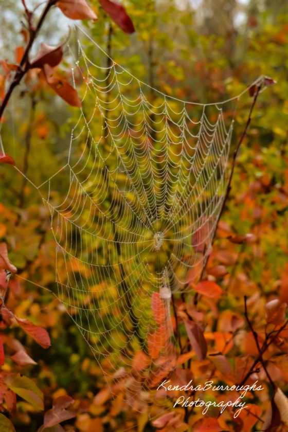 Autumn Silk