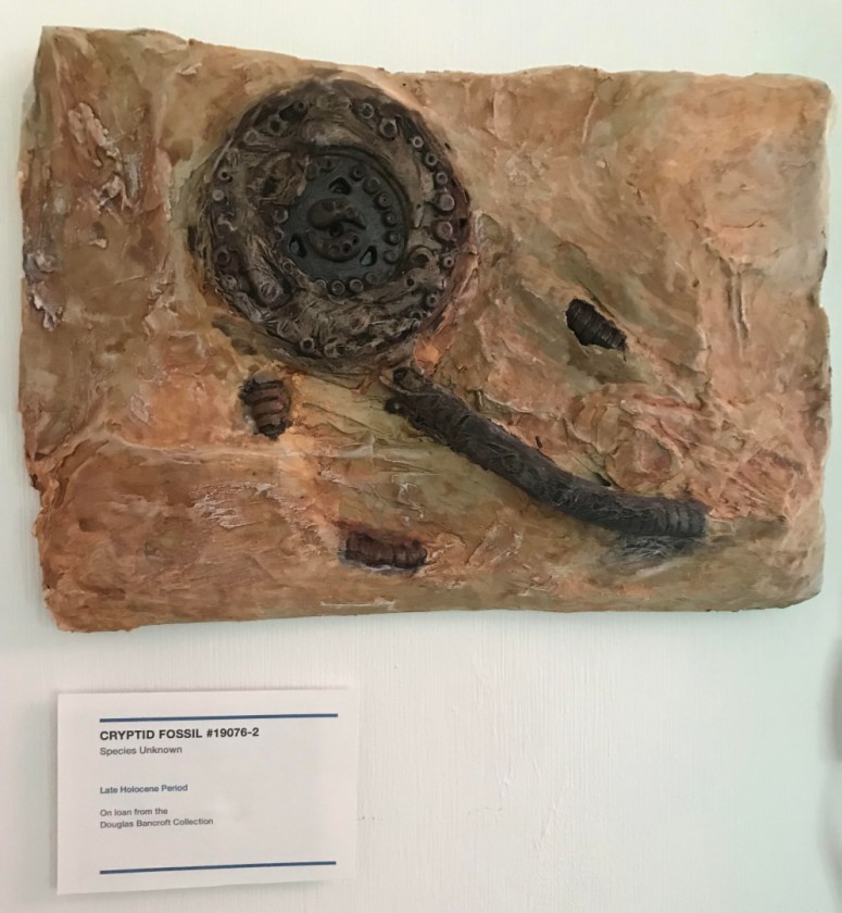 Cryptid Fossil #19076-2