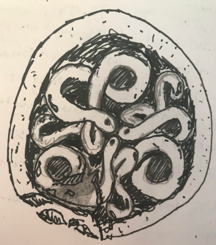 Ormkol