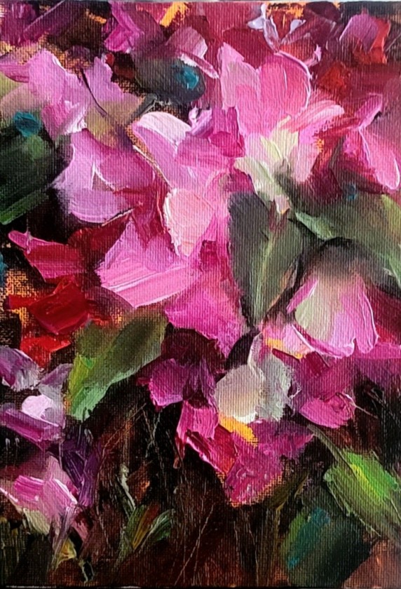 Bougainvillea pink