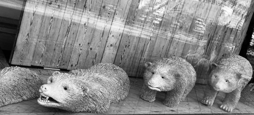 Devolution of species