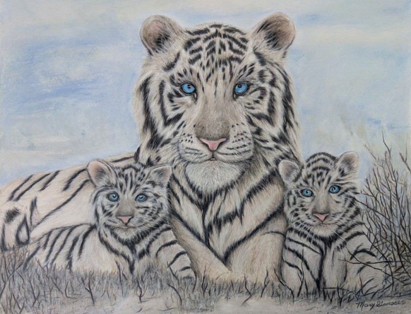 White Tiger with Cubs