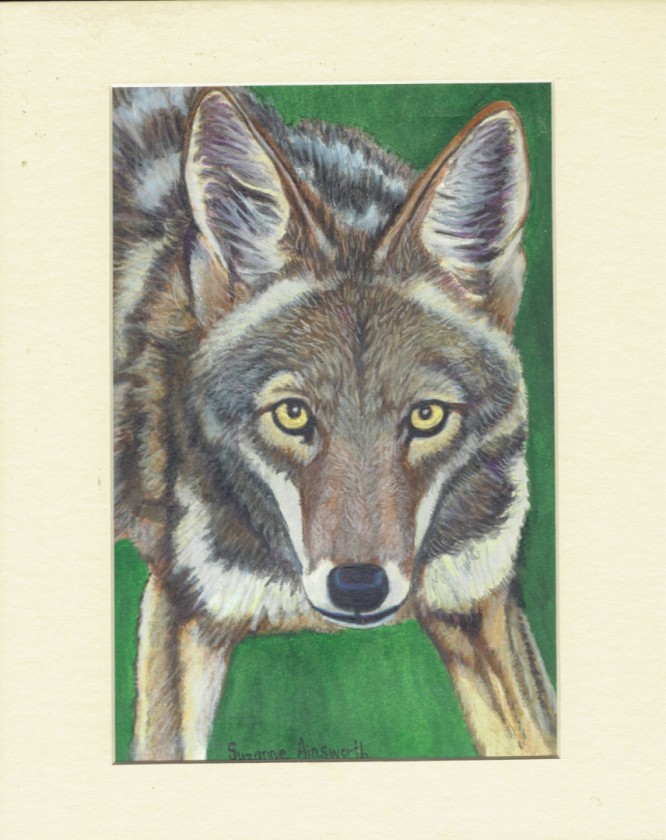 Coyote